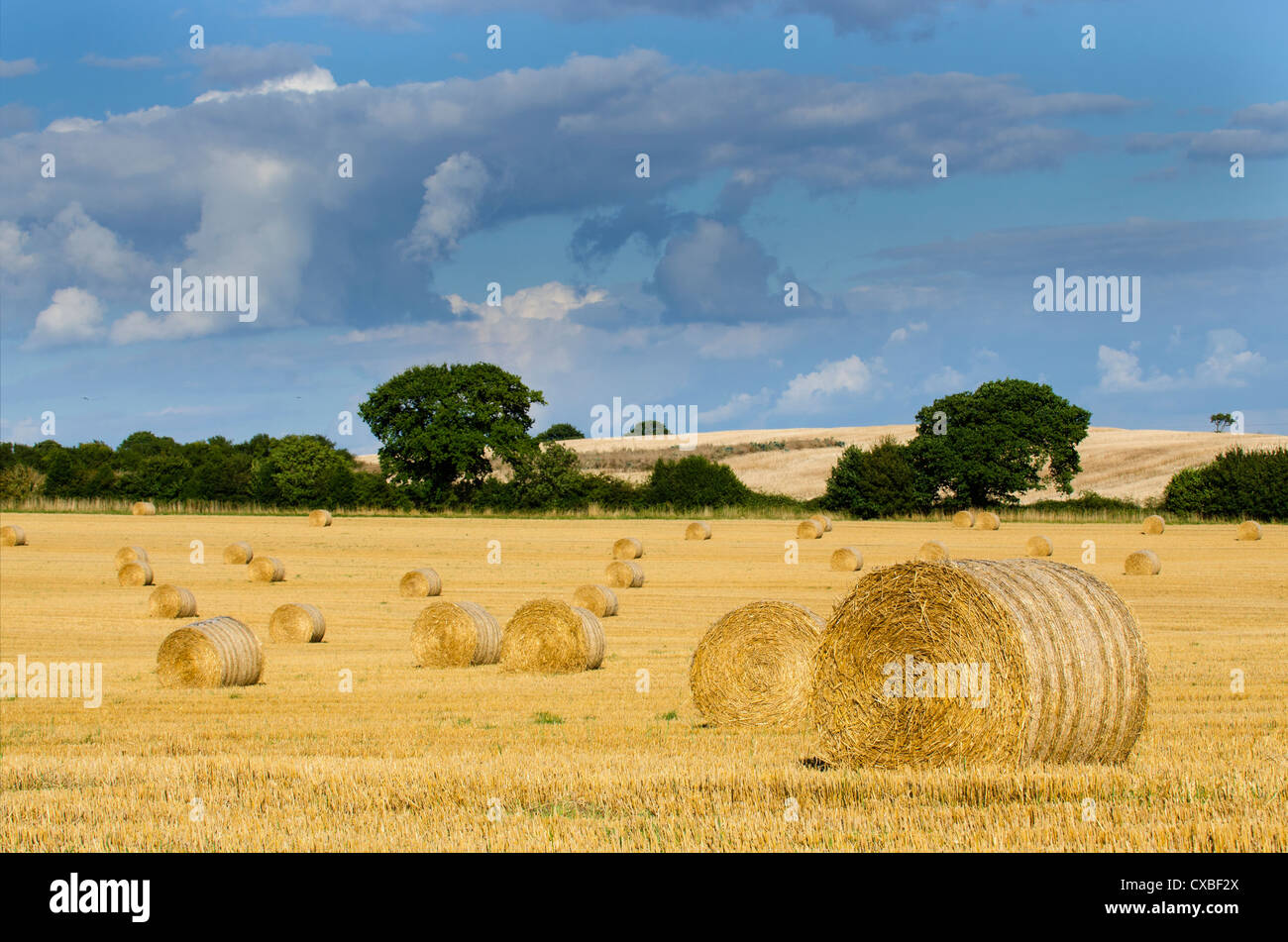 English harvest scene with round bales on stubble field, country hedgerow in distance, Norfolk, England September Stock Photo