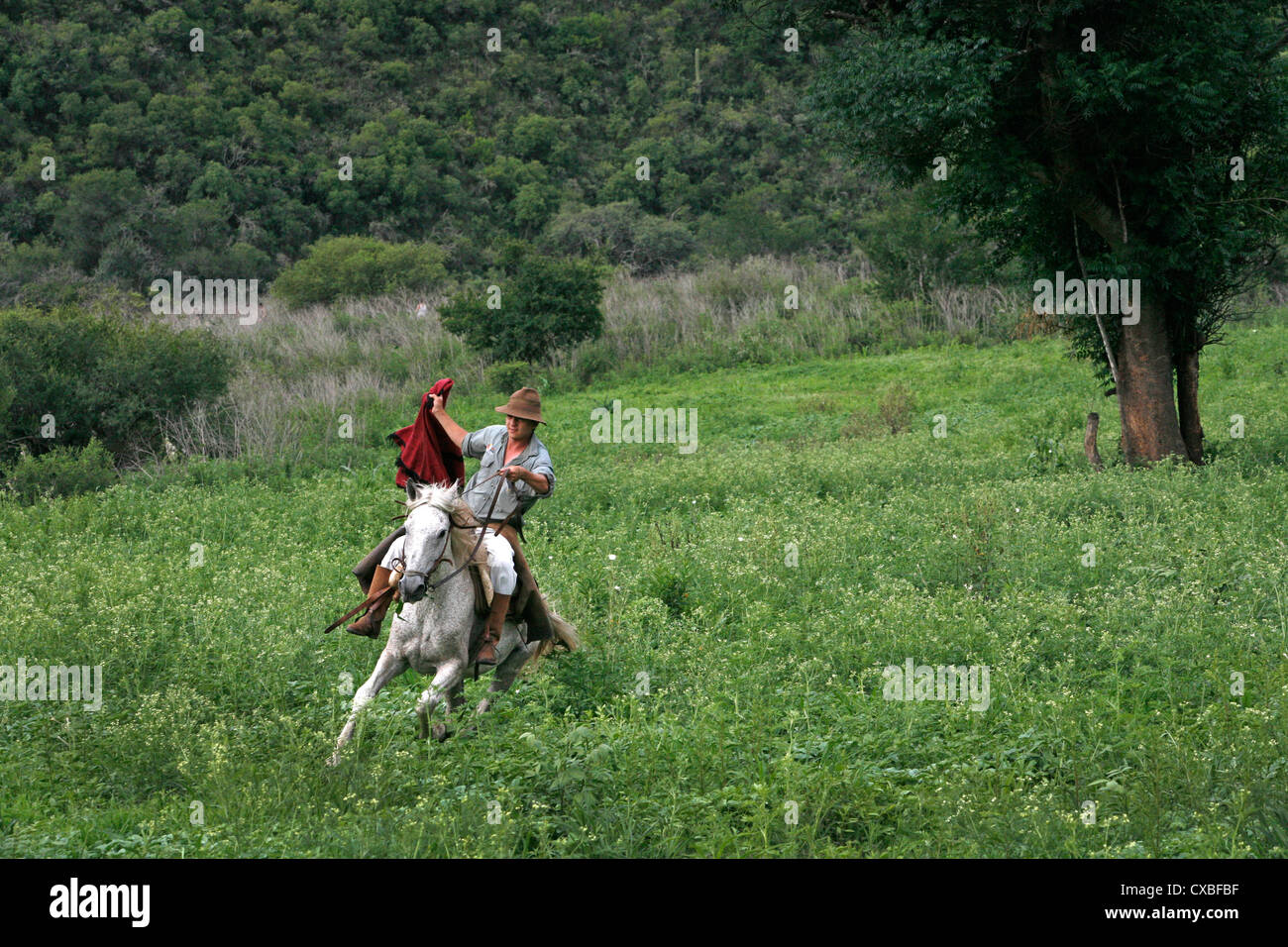 Gaucho riding a horse at an estancia near Guemes, Salta Province, Argentina. Stock Photo