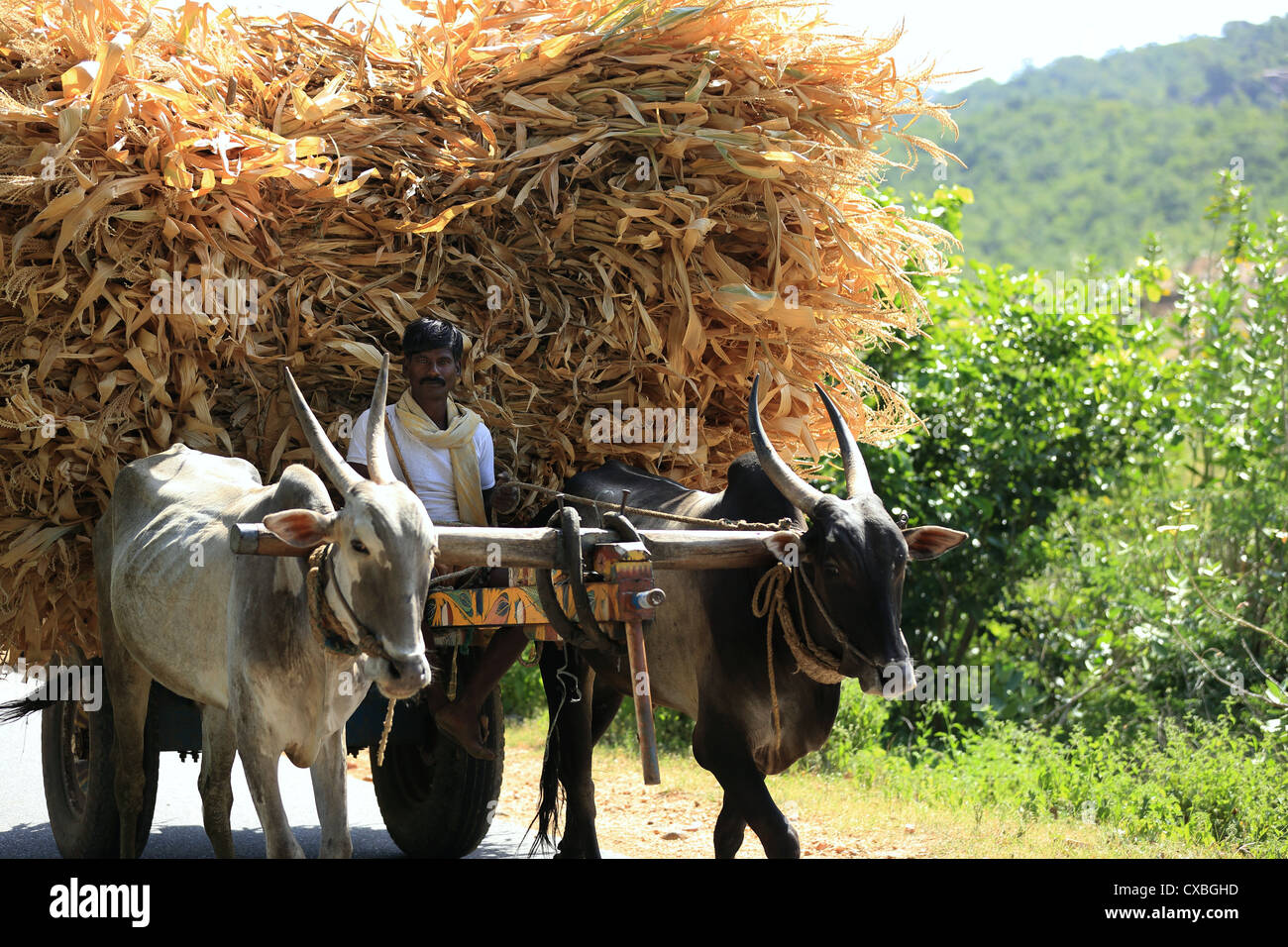 Bullock cart on a rural road Andhra Pradesh South India Stock Photo Alamy