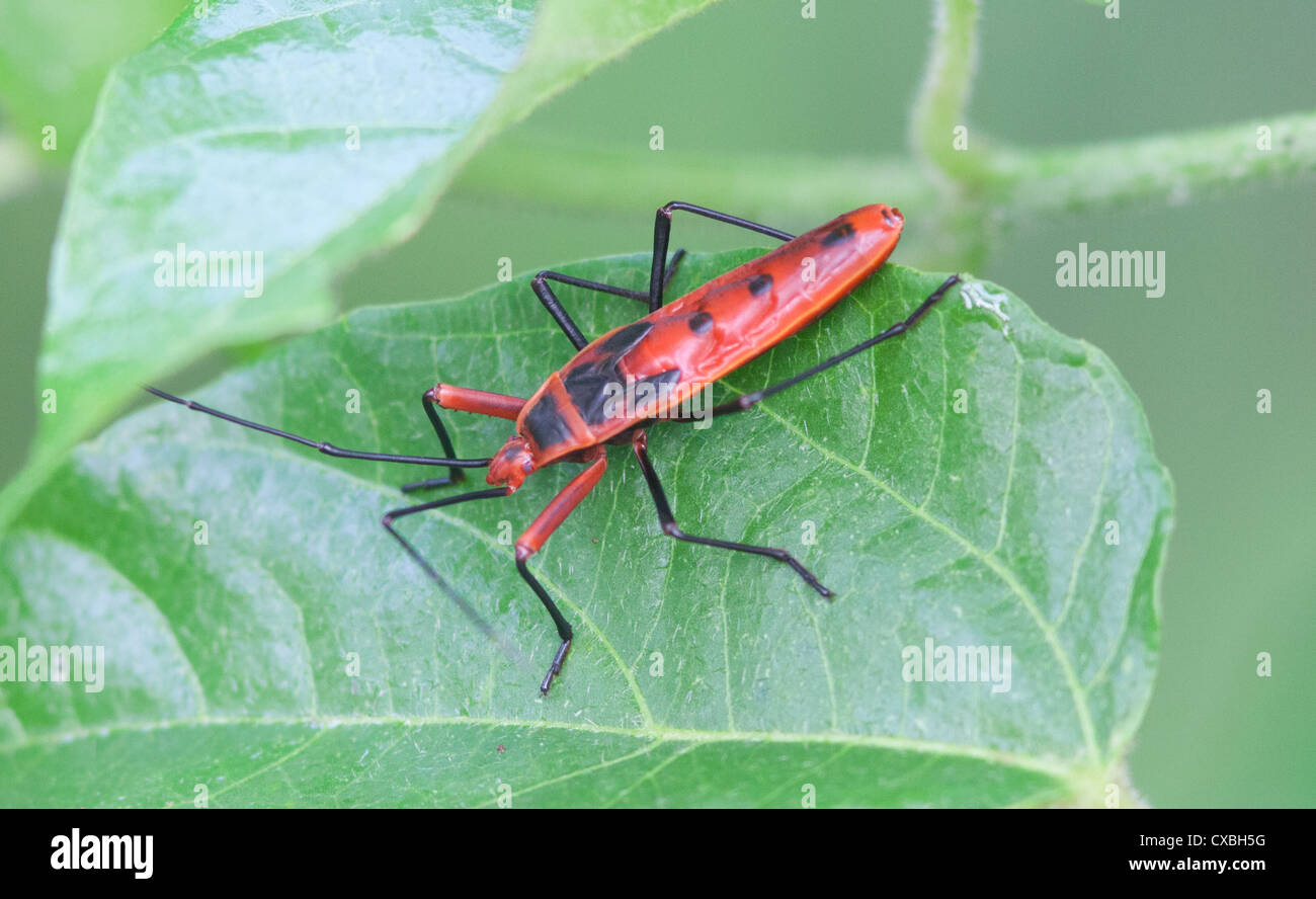 Red Cotton Bug, Dysdercus cingulatus, on a leaf, Chitwan National Park, Nepal Stock Photo