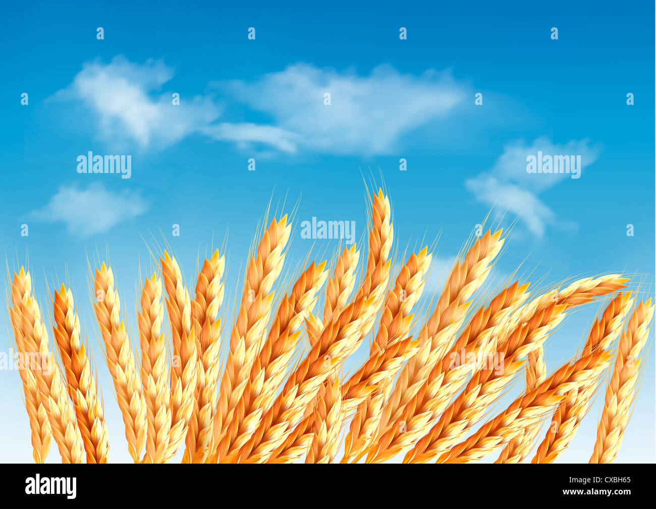 Ears of wheat in front of blue sky Stock Photo - Alamy