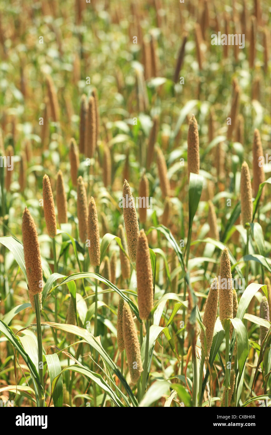 Finger Millet field Andhra Pradesh South India Stock Photo Alamy