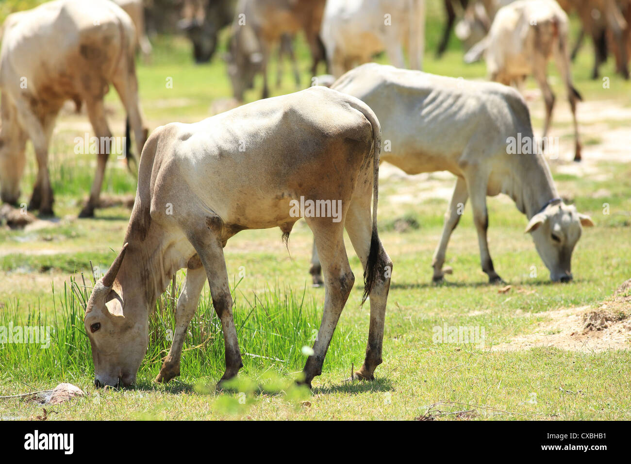 Herd of Indian zebus Andhra Pradesh South India Stock Photo