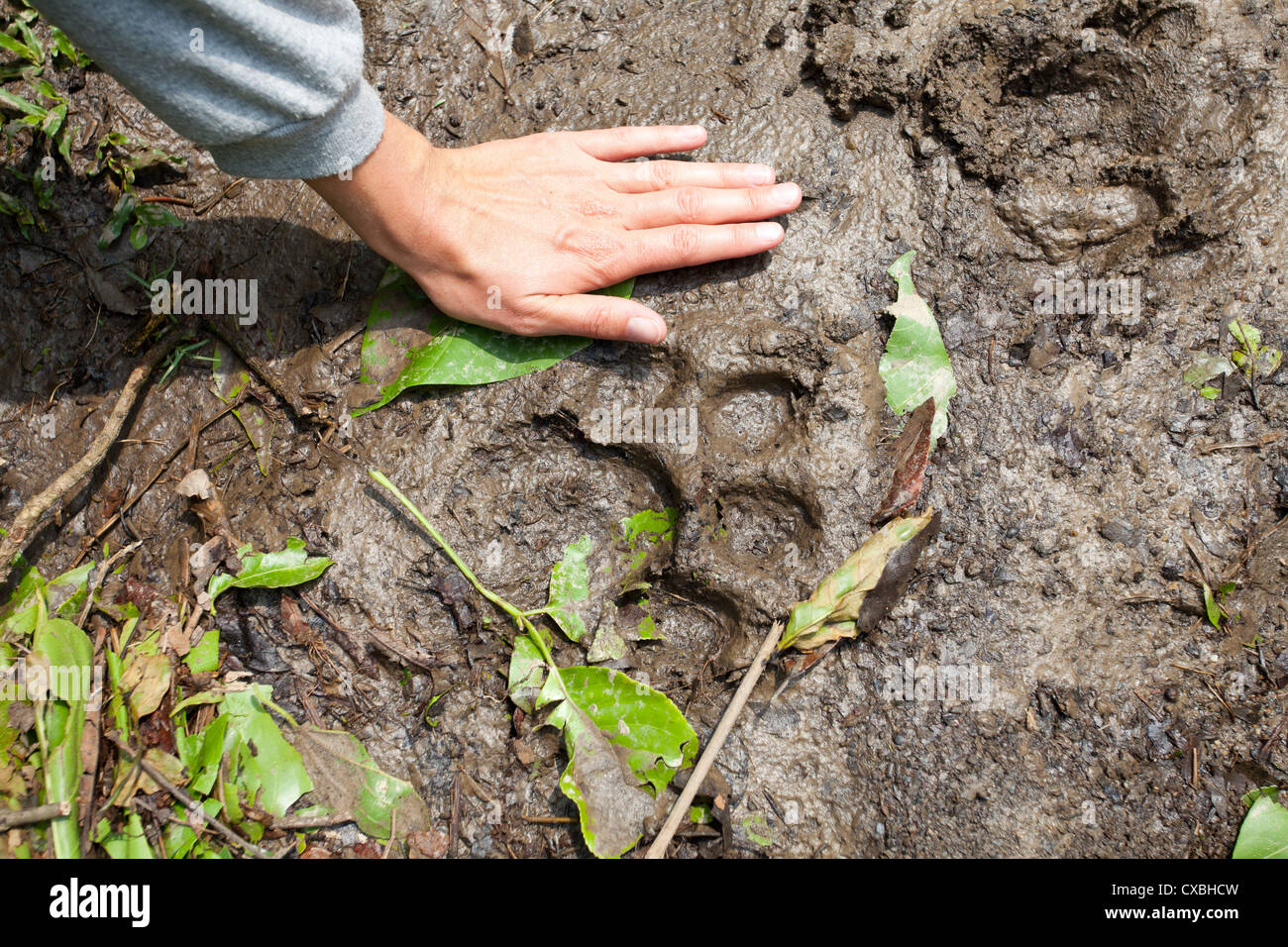 Woman's hand next to fresh tiger tracks in Chitwan National Park, Nepal Stock Photo