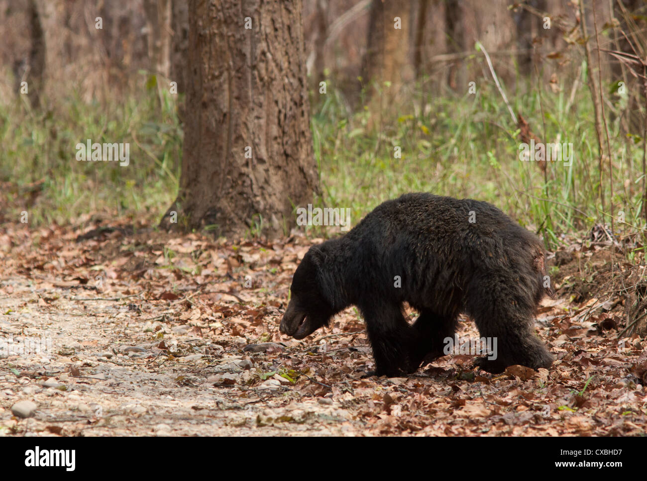 Sloth Bear, Ursus ursinus, in sal forest, Chitwan National Park, Nepal