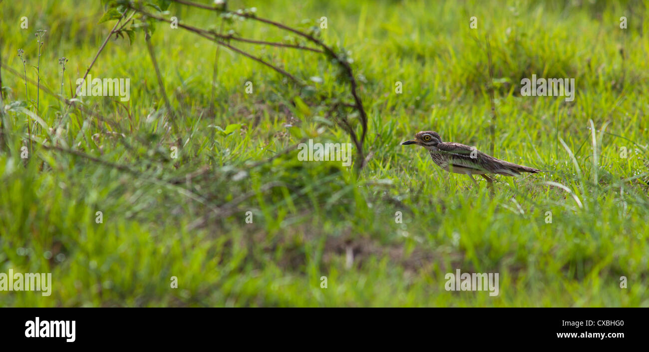 Eurasian Thick Knee (Stone Curlew), Burhinus oedicnemus, skulking in grass, Nepal Stock Photo