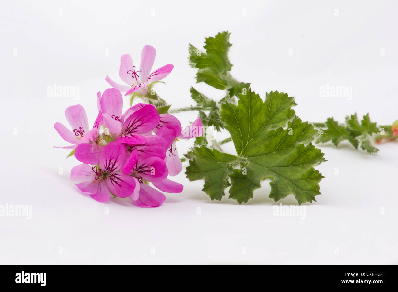Scented geranium Pelargonium flowers and leaves on white background