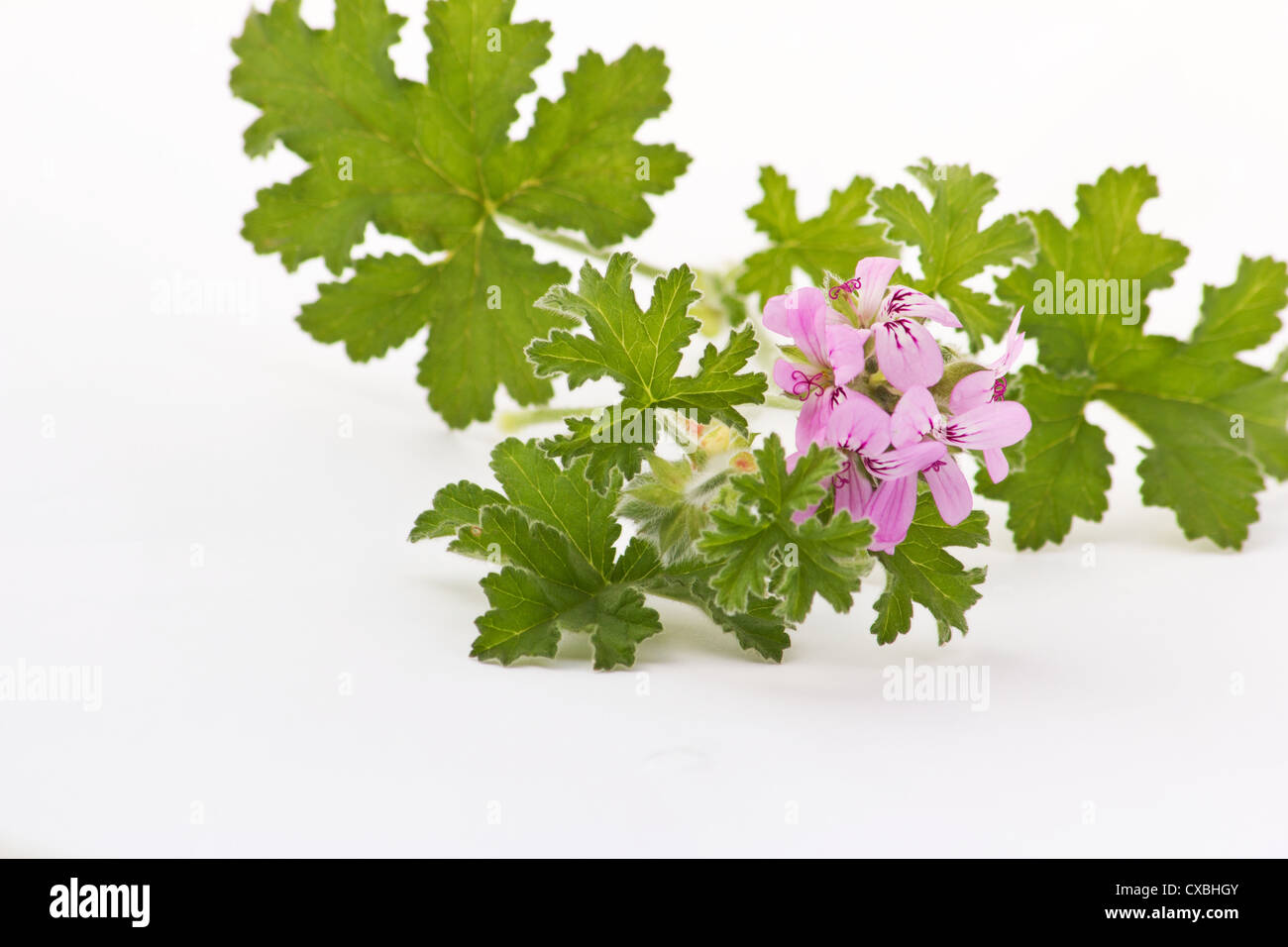 Scented geranium (Pelargonium graveolens) flowers and leaves on white