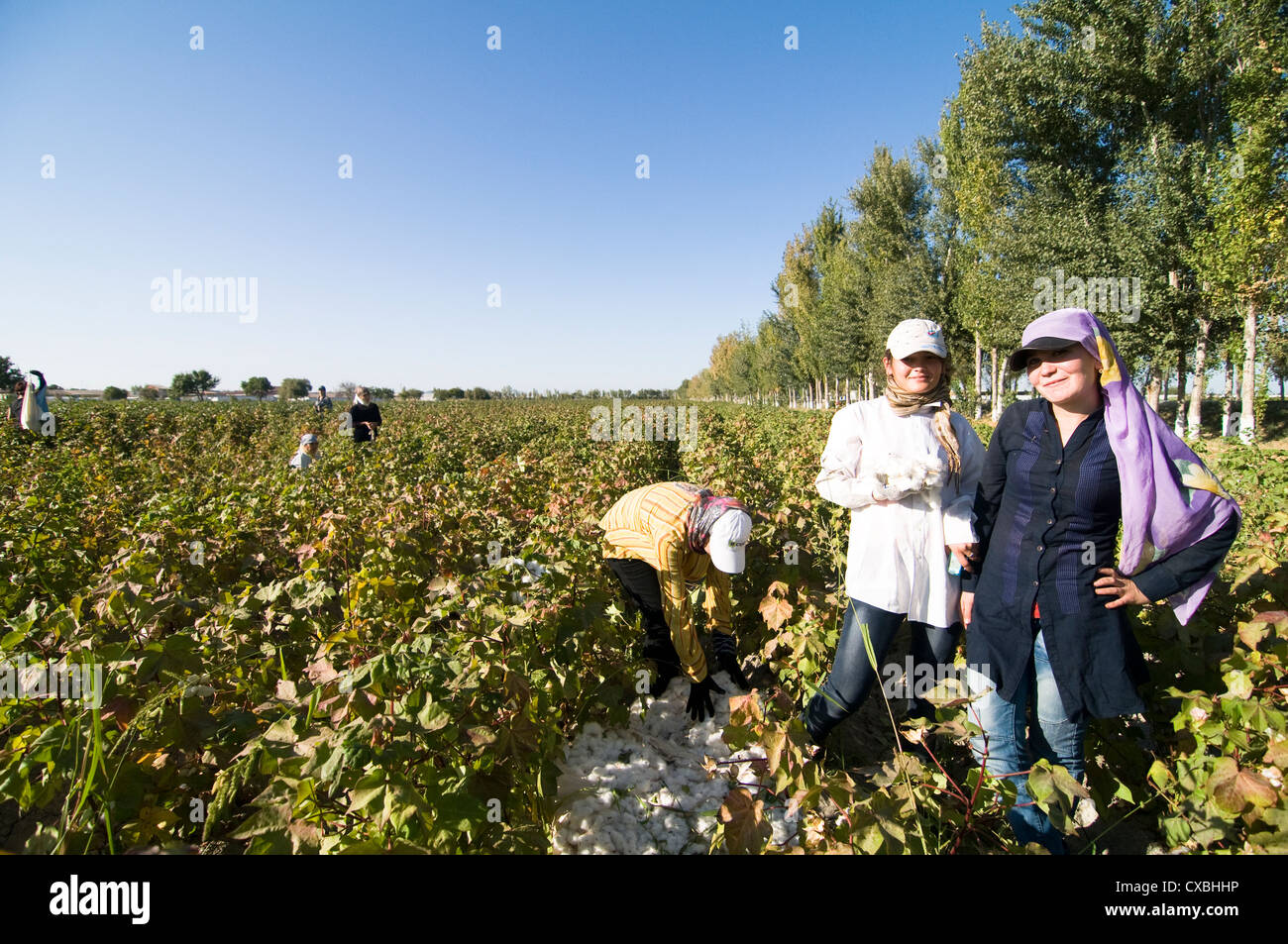 Uzbek women working in the cotton fields in central Uzbekistan. Stock Photo