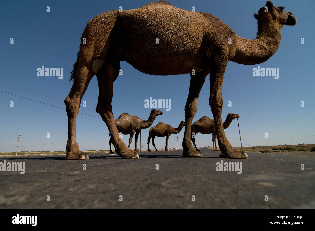 Camels crossing the road in the Kyzyl Kum desert in Karkalpakstan, Uzbekistan. Stock Photo