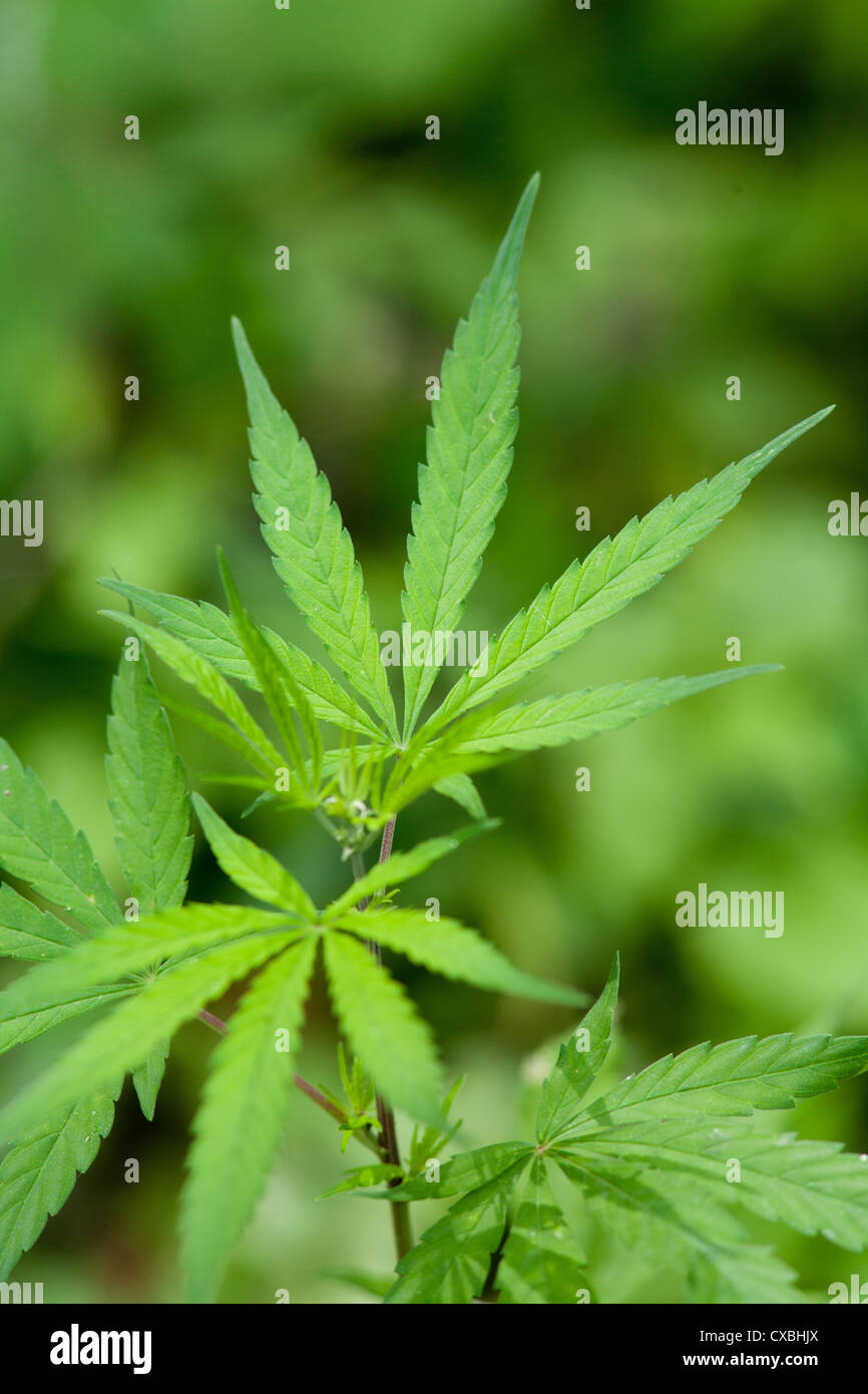 Wild hemp plants, Chitwan National Park, Nepal Stock Photo Alamy