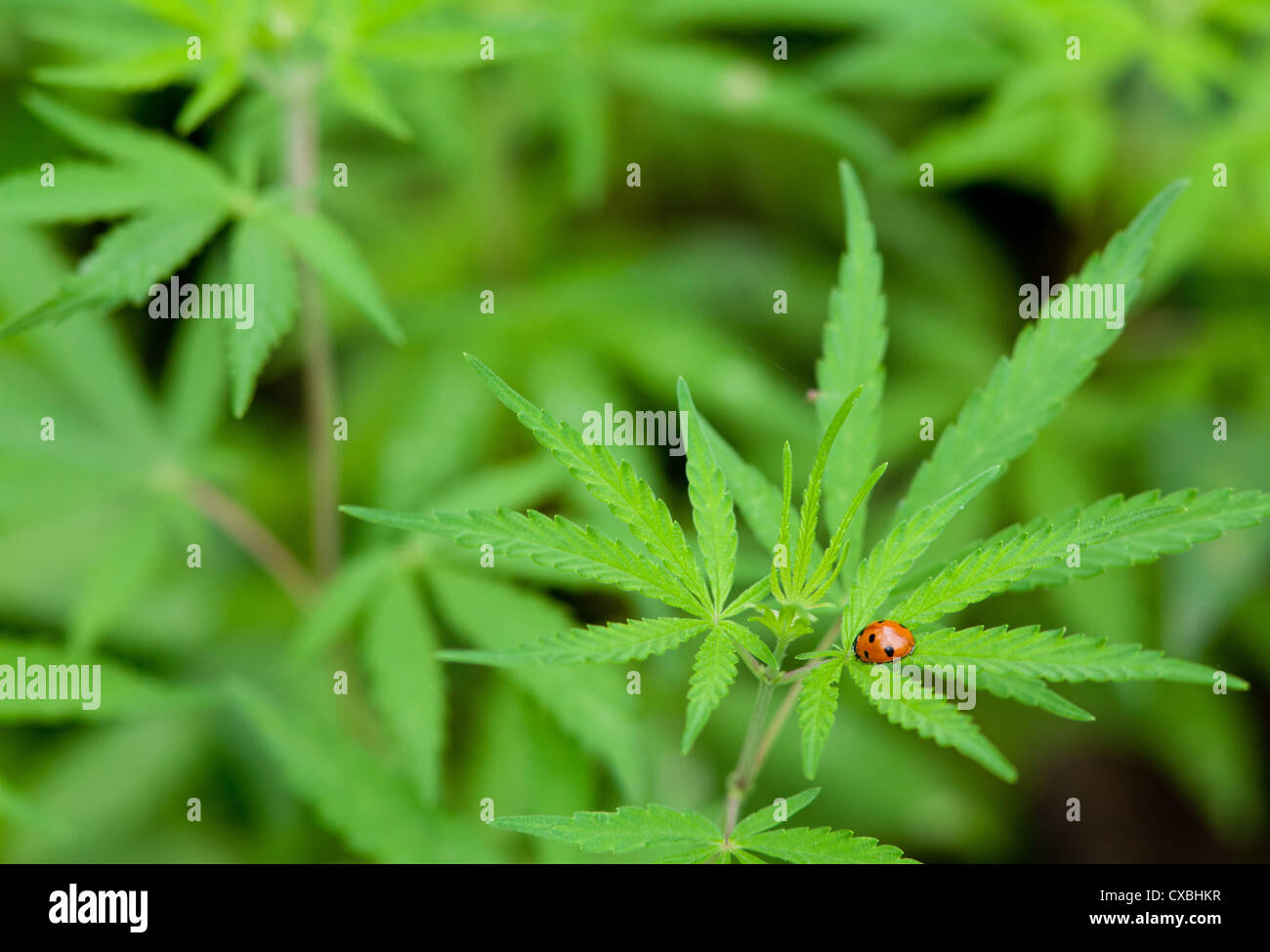 Ladybird on wild hemp plants, Chitwan National Park, Nepal Stock Photo