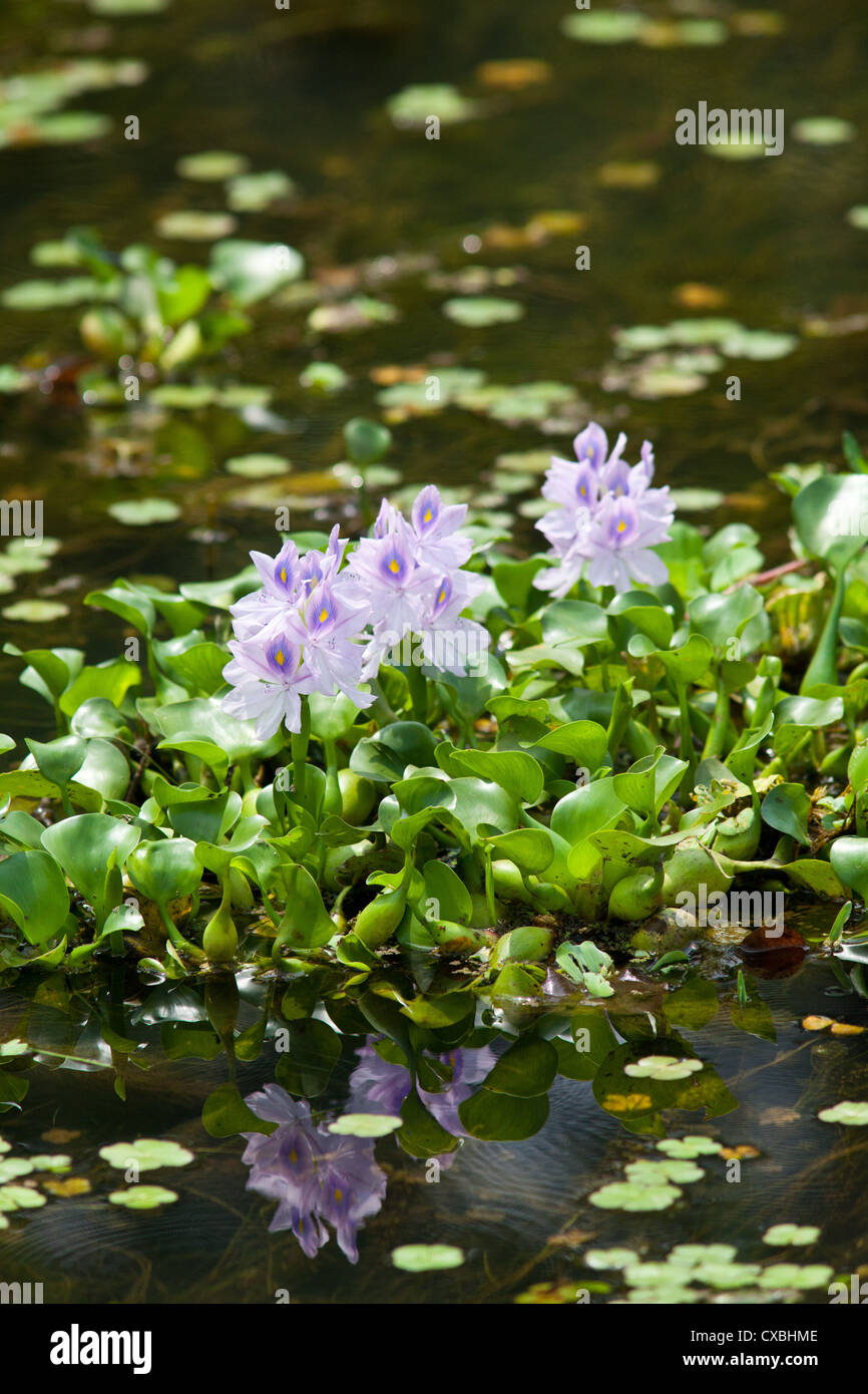 Aquatic plants with lilac flowers growing in a stream, Chitwan National