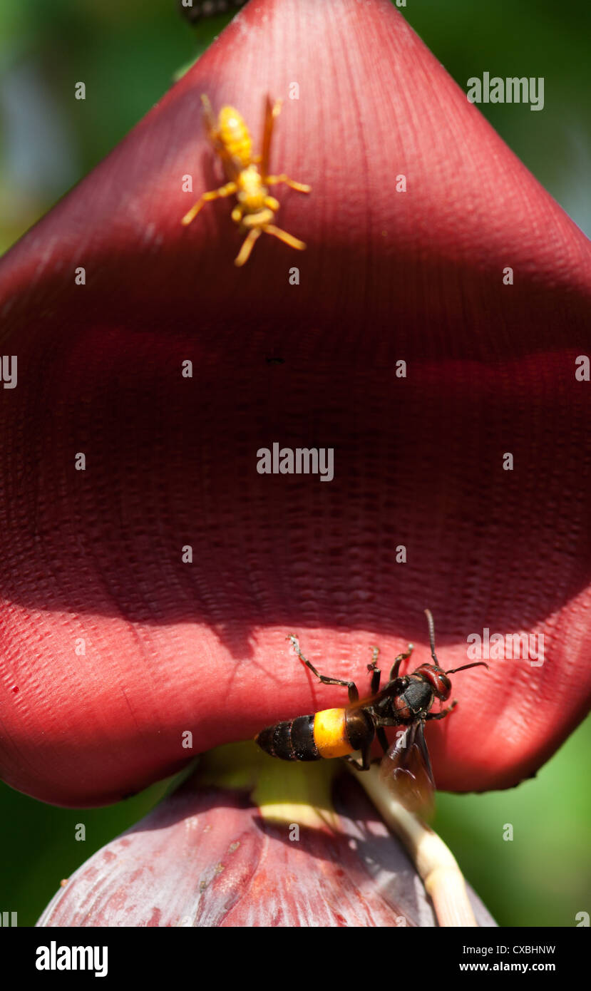Greater banded hornet (Vespa tropica) and Oriental Yellow Paper Wasp (Polistes olivaceus) on a banana flower, Chitwan, Nepal Stock Photo