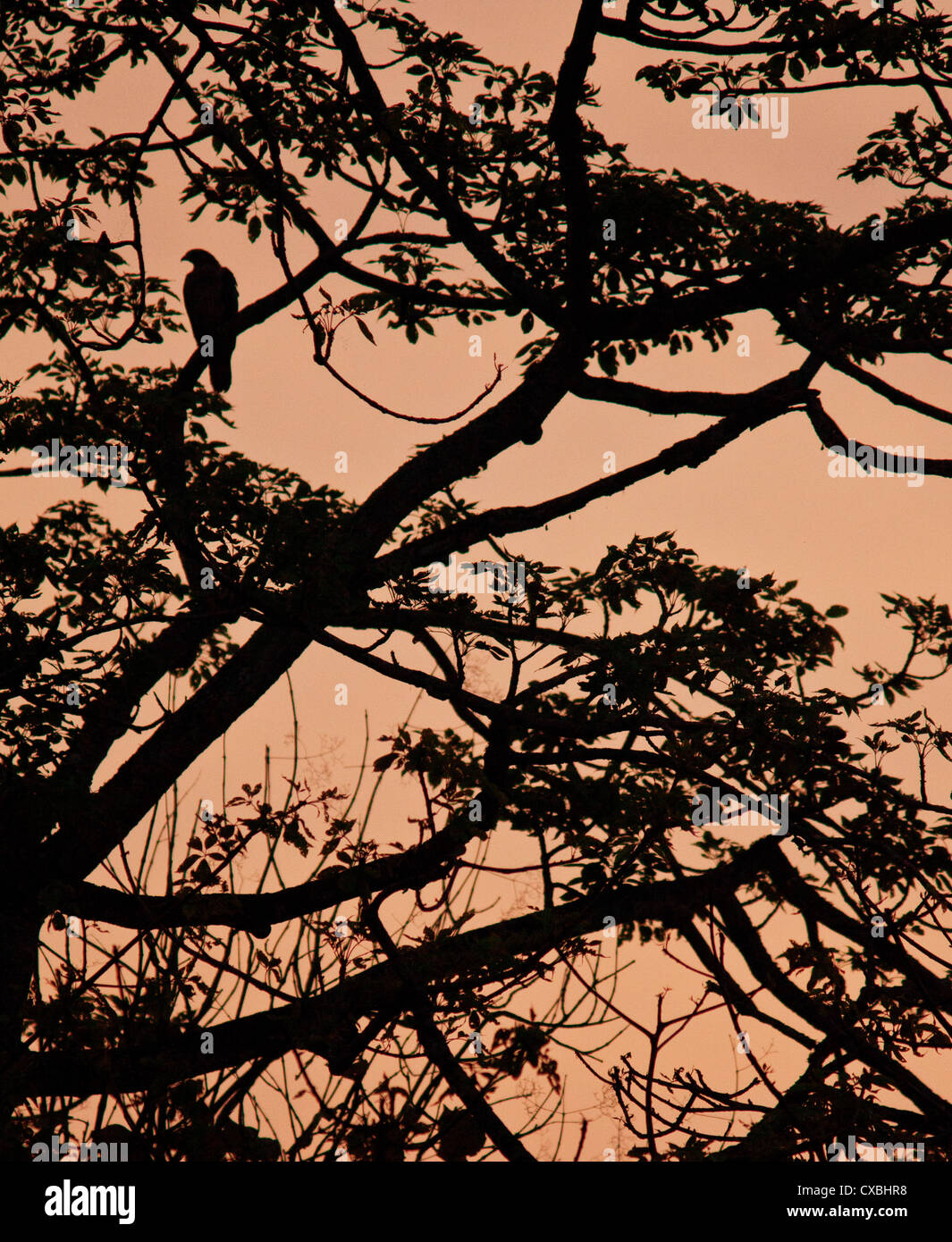 Silhouette of an Oriental Honey Buzzard, Pernis ptilorhynchus, sitting in a tree at sunset, Chitwan National Park, Nepal Stock Photo