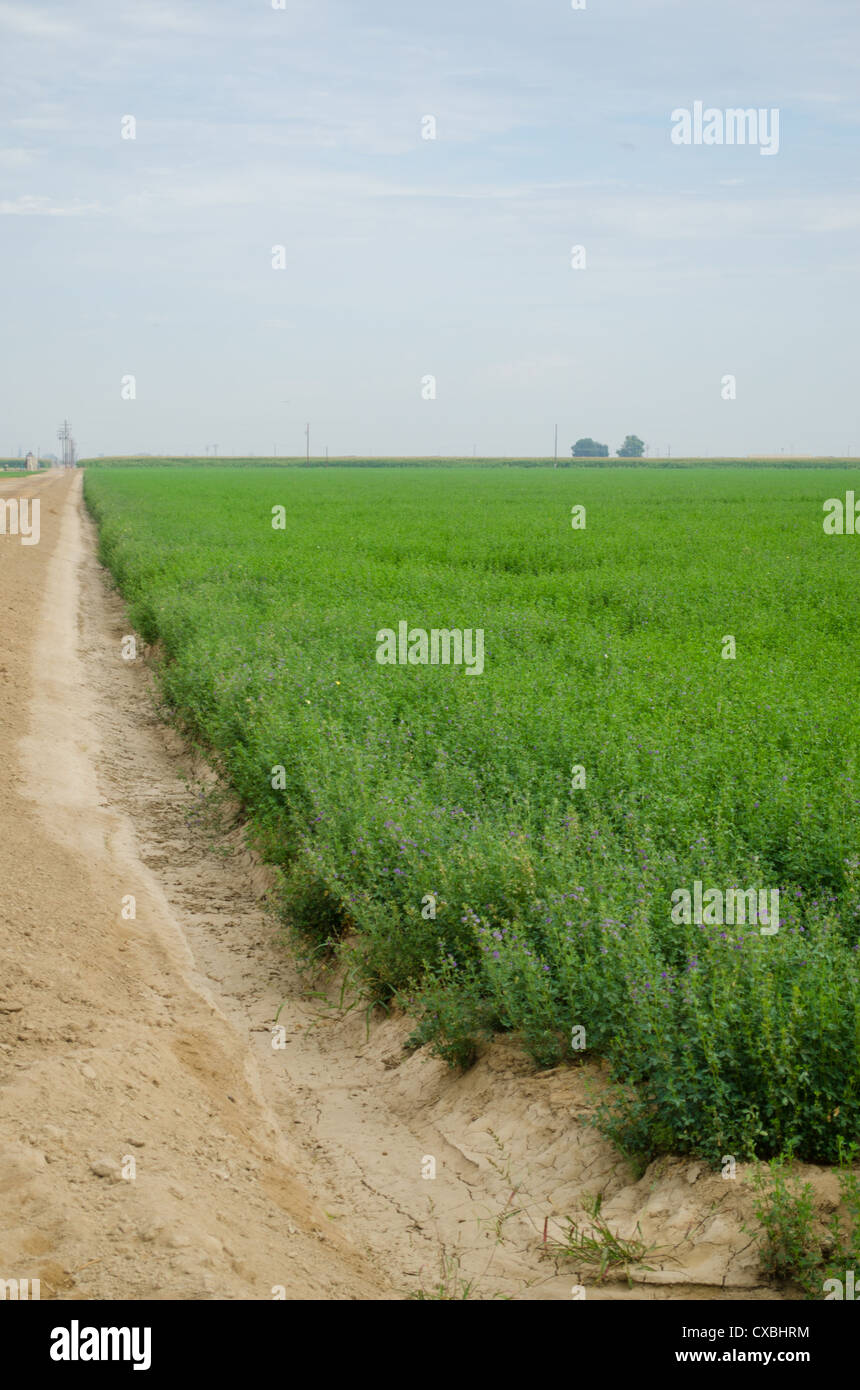 Alfalfa field being grown for hay Stock Photo