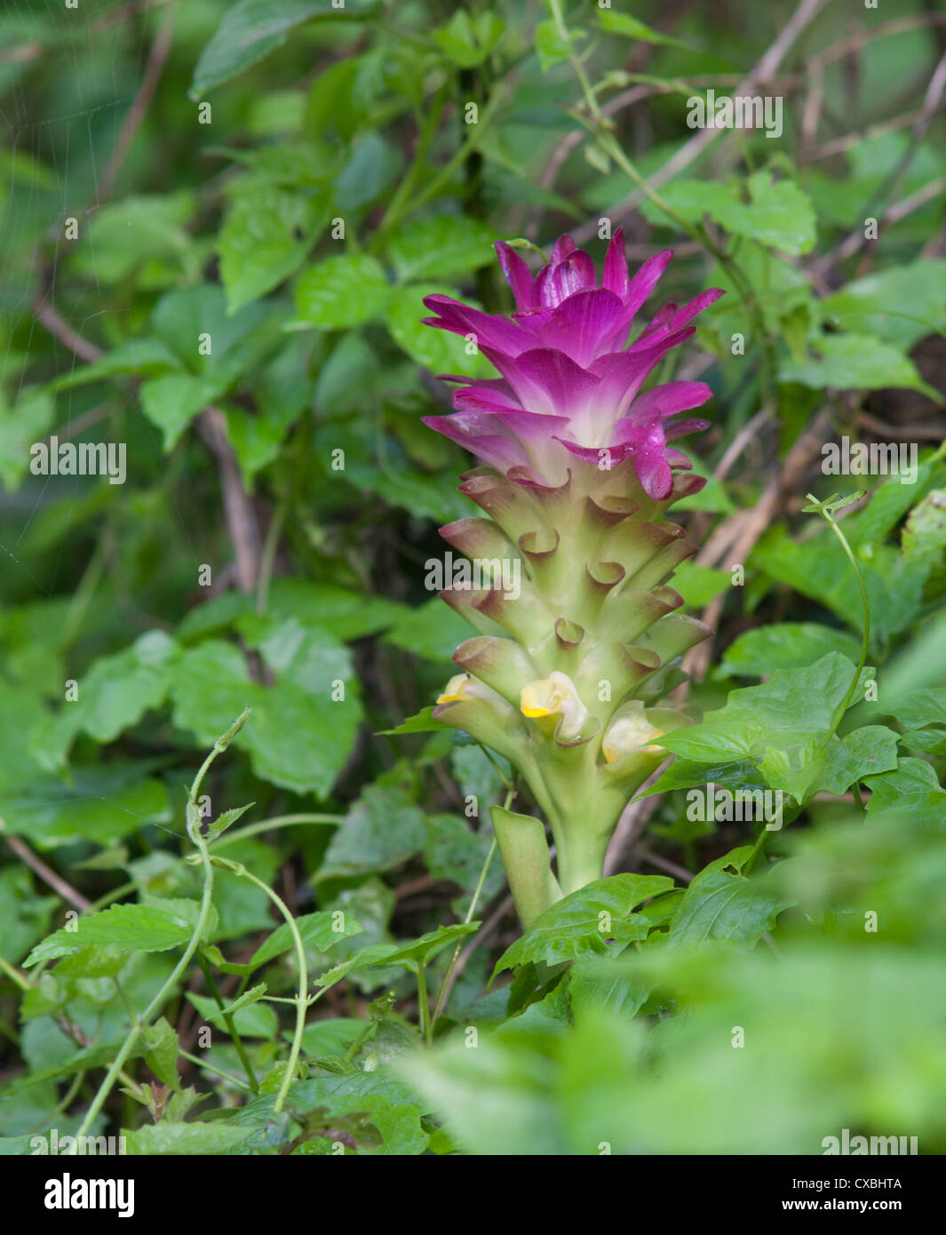 Pink Bromeliad, Nepal Stock Photo