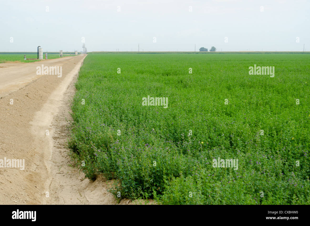 Alfalfa Crop Stock Photos & Alfalfa Crop Stock Images - Alamy