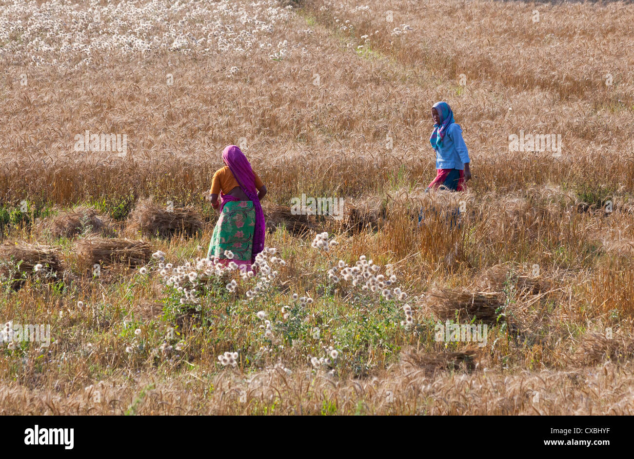 Nepalese women working in a field, Bardia National Park, Nepal Stock Photo