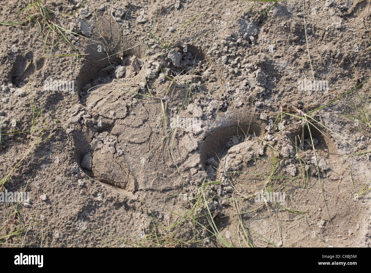 Footprint Of An Indian Rhinocerous Rhinoceros Unicornis Bardia 