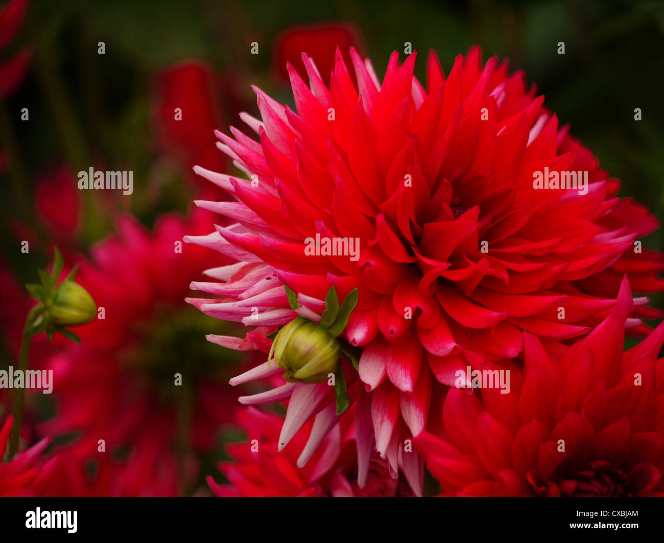 Dahlia blooms hi-res stock photography and images - Alamy