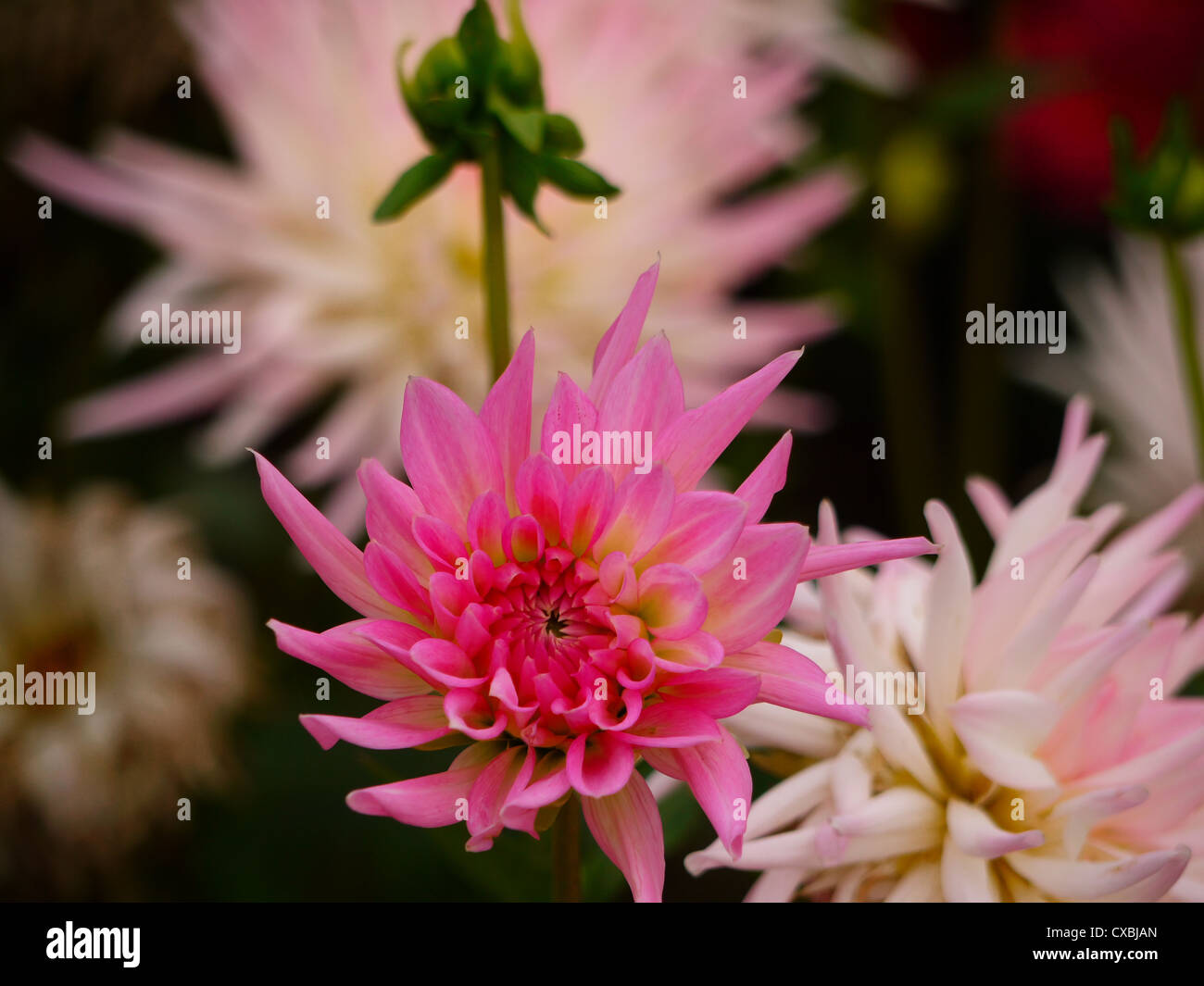Spiky dahlia dahlias hi-res stock photography and images - Alamy