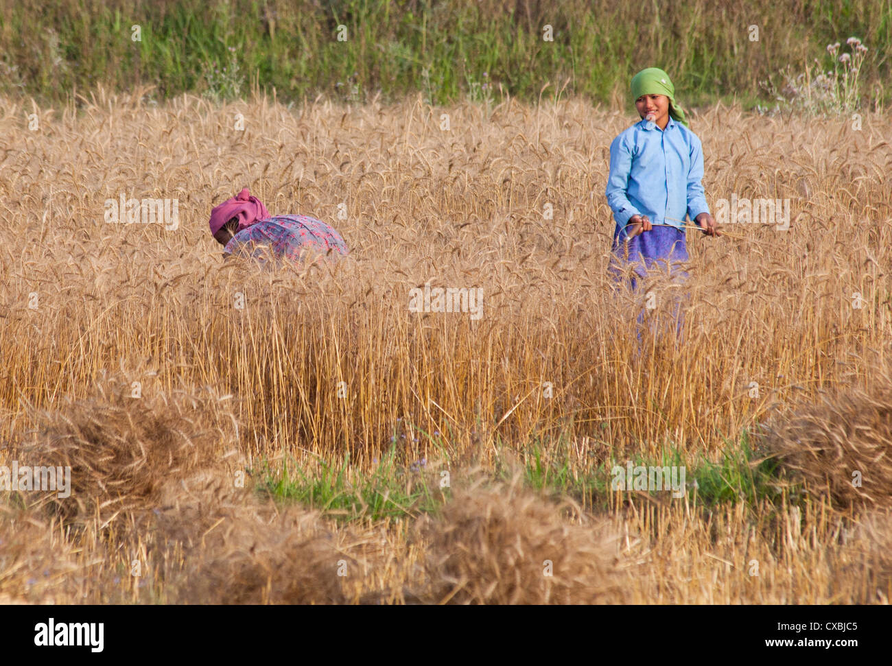 Nepalese women harvesting wheat, Bardia, Nepal Stock Photo