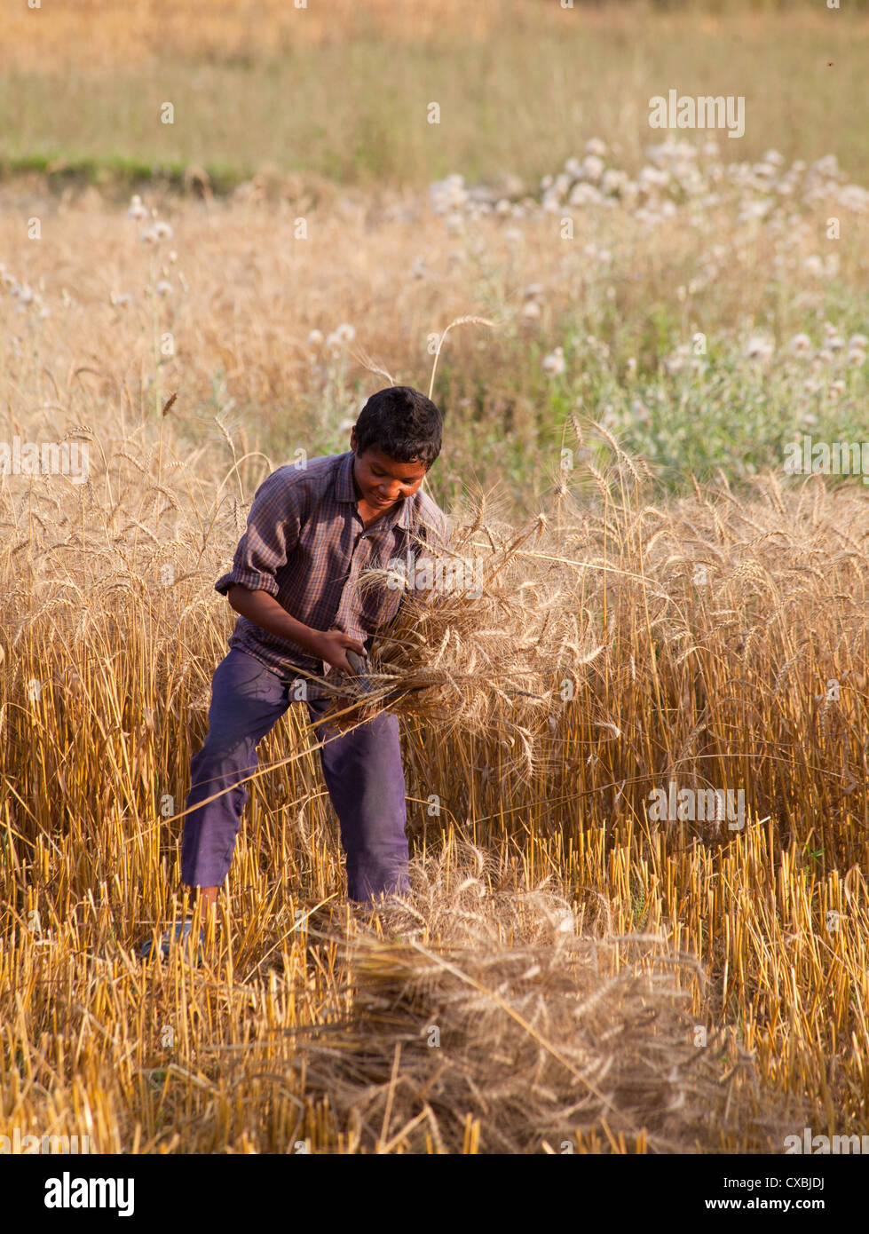 Nepalese boy harvesting wheat, Bardia, Nepal Stock Photo