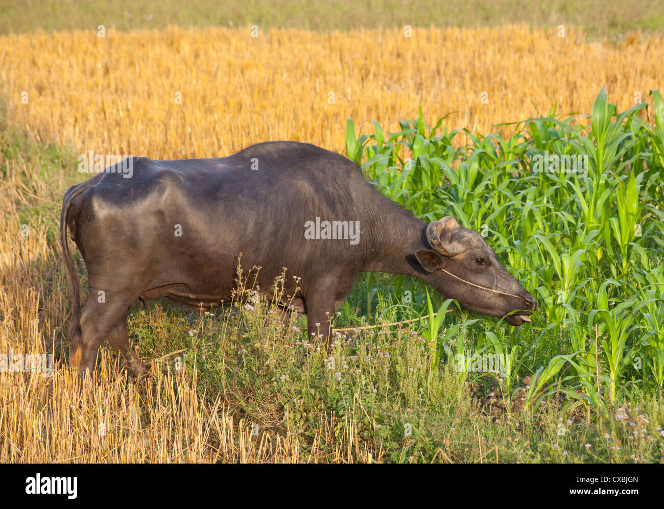 Domestic Water Buffalo, Bubalus bubalis, eating corn, Bardiya, Nepal Stock Photo