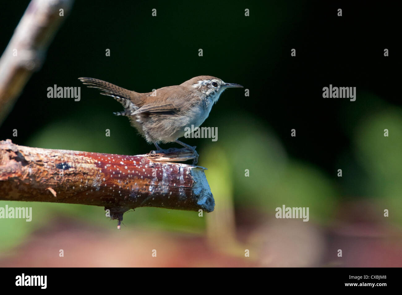 Bewick's Wren (Thryomanes bewickii) perched on a branch in Nanaimo, Vancouver Island, BC, Canada in September Stock Photo