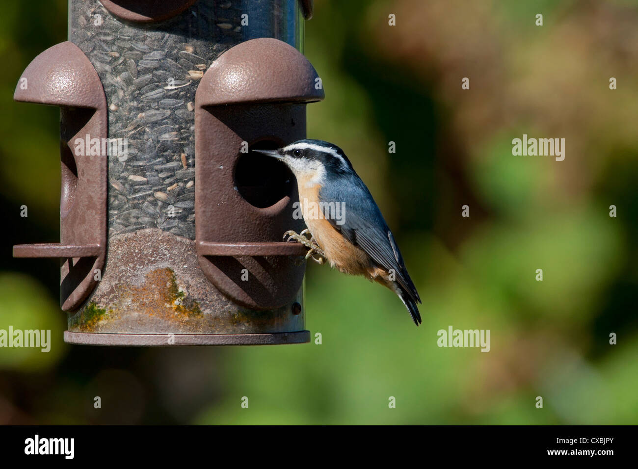 Red Breasted Nuthatch Sitta Canadensis Perched On A Bird Feeder