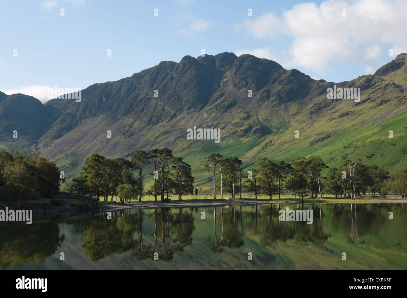The Lake Buttermere pines with Haystacks, Lake District National Park, Cumbria, England, United Kingdom, Europe Stock Photo