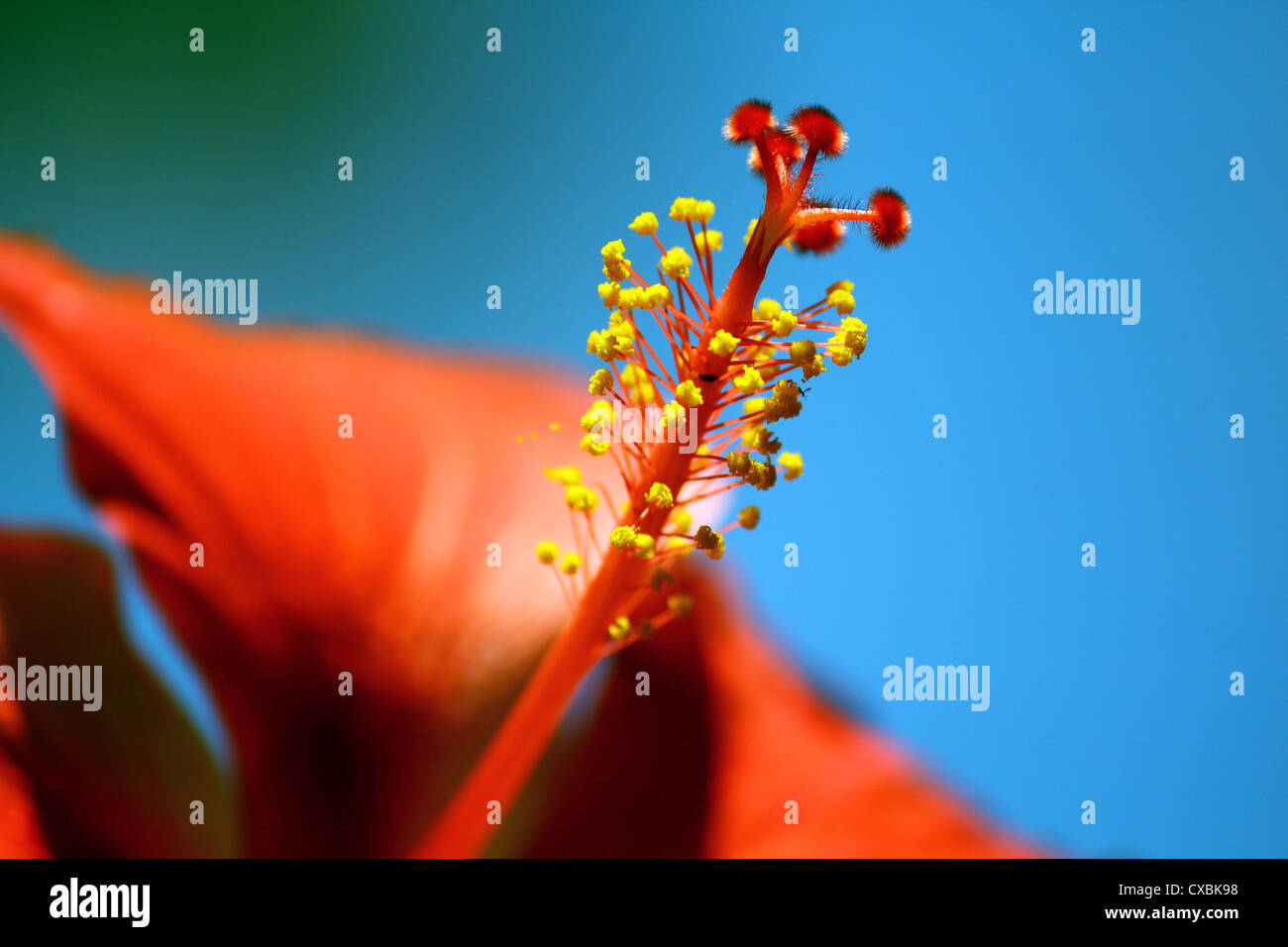 Hibiscus  flower Stock Photo