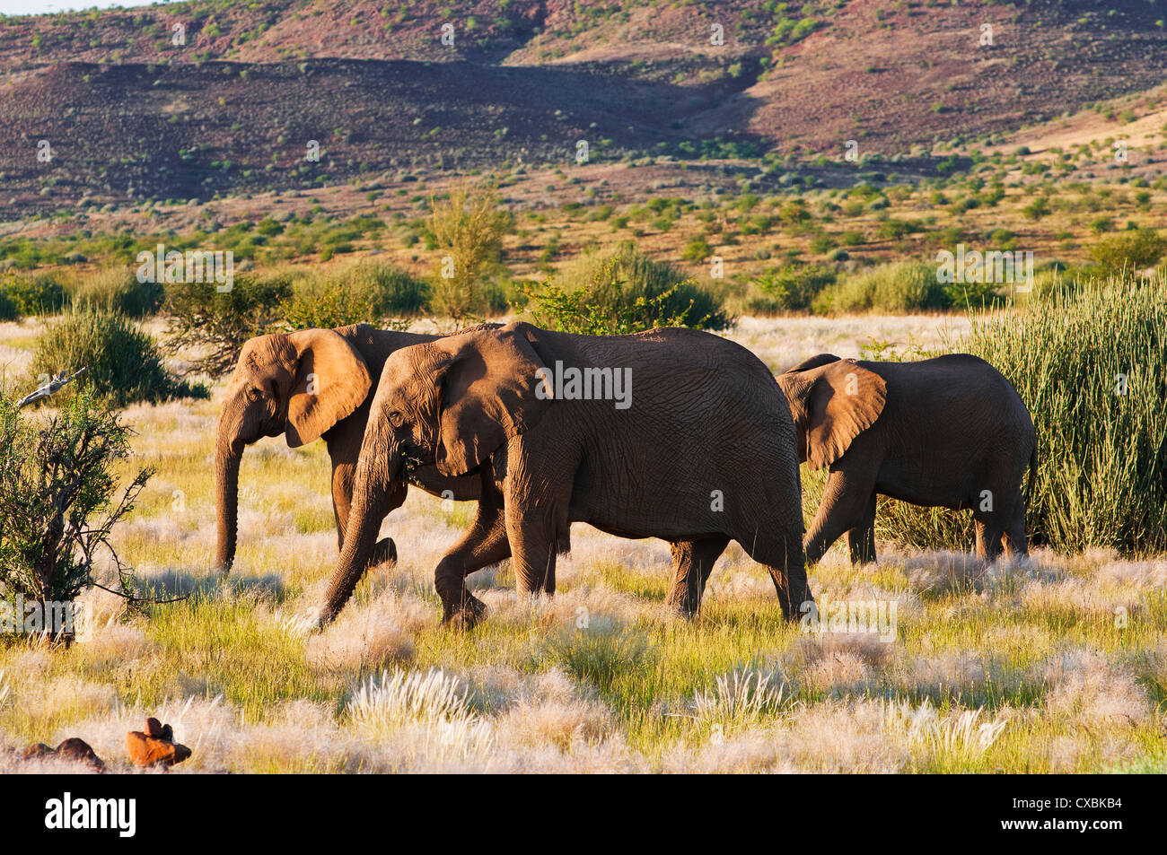 African elephant (Loxodonta africana), Damaraland, Kunene Region, Namibia, Africa Stock Photo