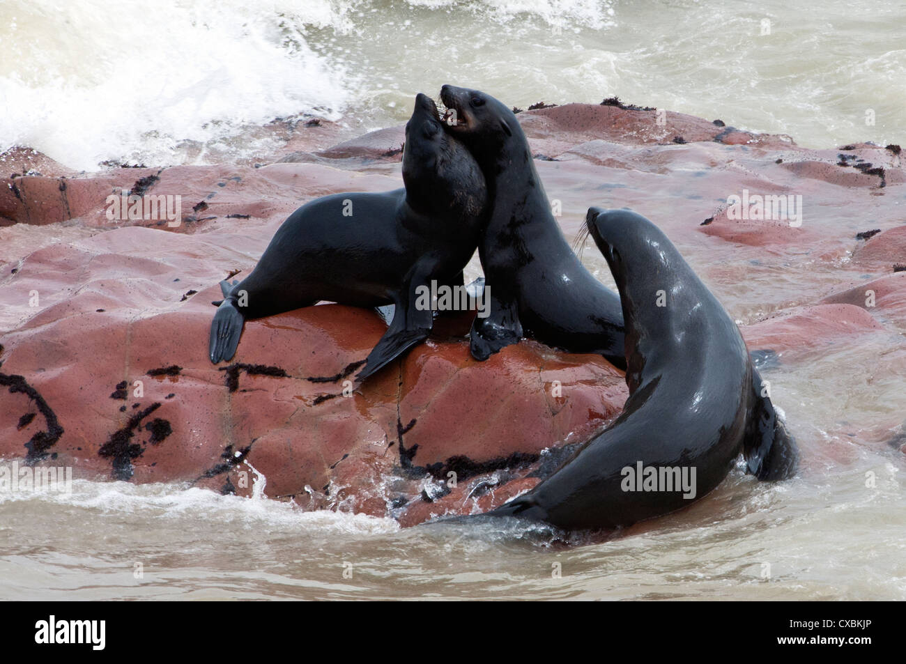 Cape Fur seals (Arctocephalus pusillus), Cape Cross, Skeleton Coast, Kaokoland, Kunene Region, Namibia, Africa Stock Photo