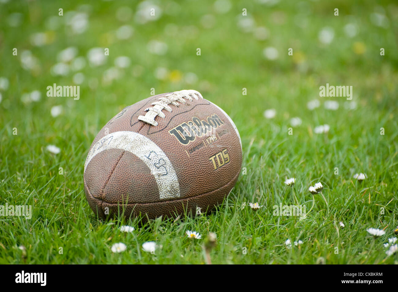 American Football sitting in green grass [copy space] with white daisy flowers. Juxtaposition and contrast of ideas within image Stock Photo