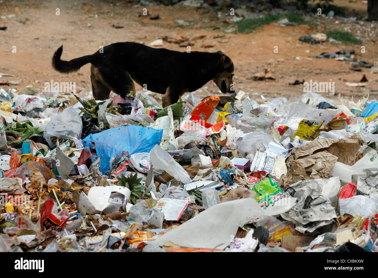 why do dogs eat garbage