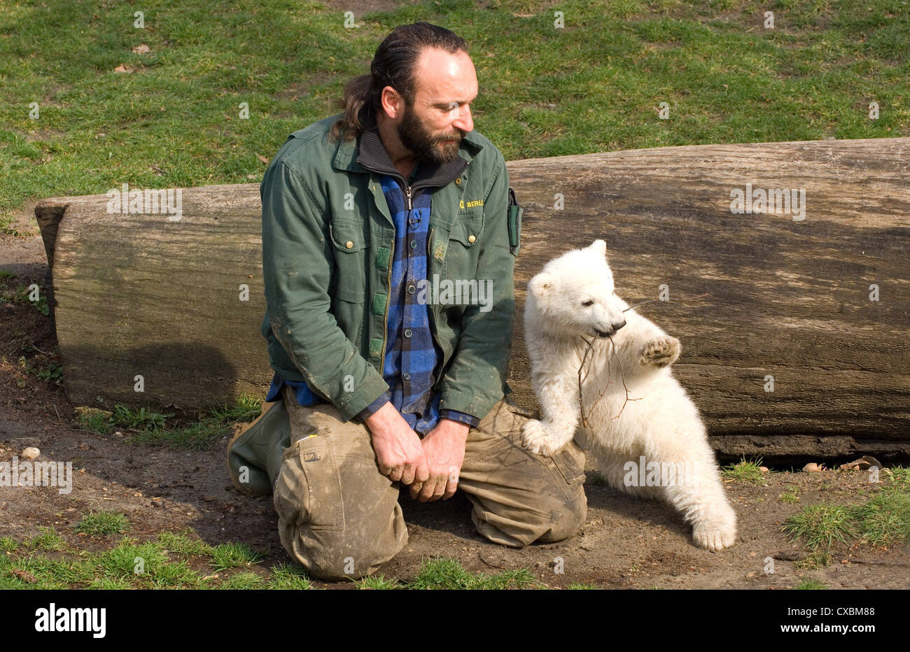 Berlin polar bear Knut at the Berlin Zoo Stock Photo - Alamy