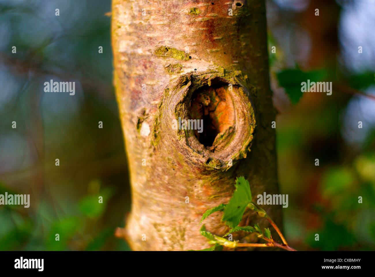 Tree trunk branch hole with soft focus background lit by low evening sun Stock Photo