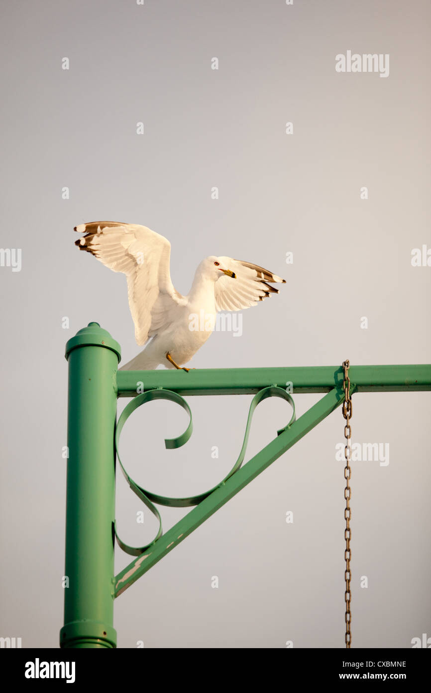 A seagull sits atop a green post. Stock Photo