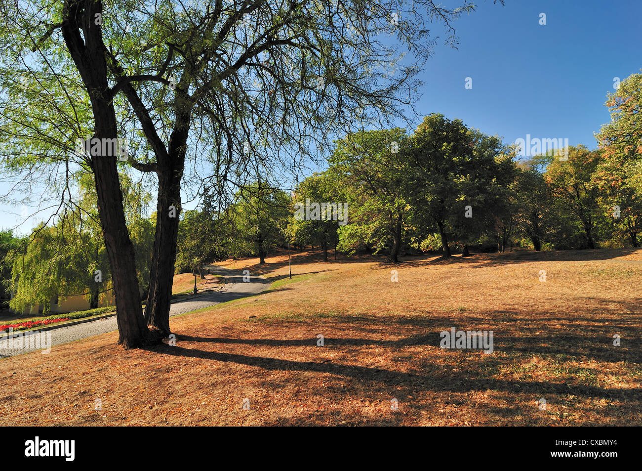 Early Autumn in Park with Maple Trees and Fall Leaves Stock Photo - Alamy