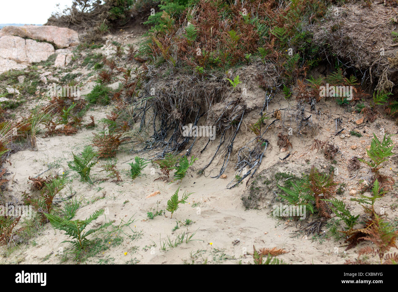 Les Mielles nature reserve in St Ouen's Bay, Jersey Stock Photo - Alamy