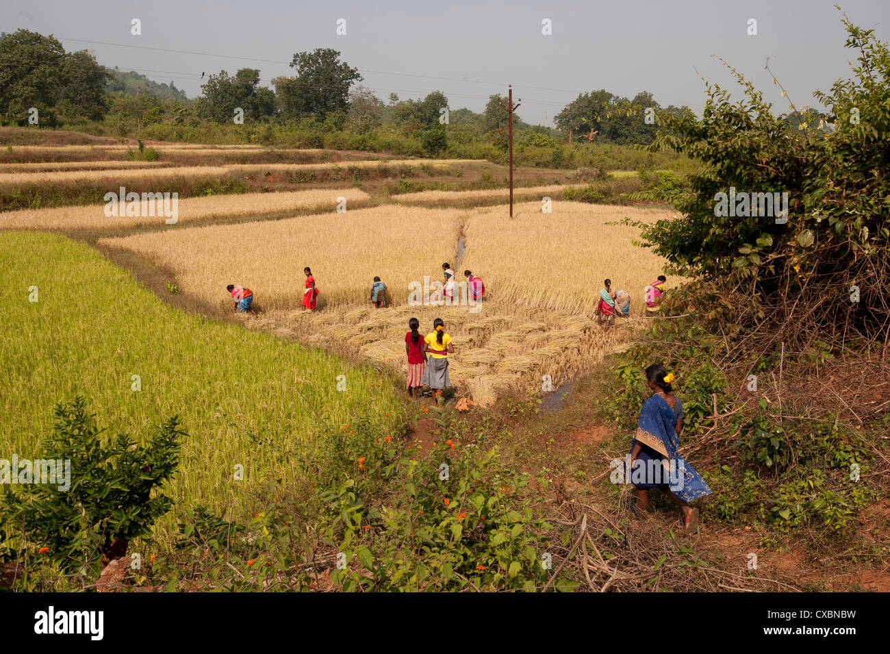 Village women harvesting rice crop by hand, Rayagada, Orissa, India, Asia Stock Photo