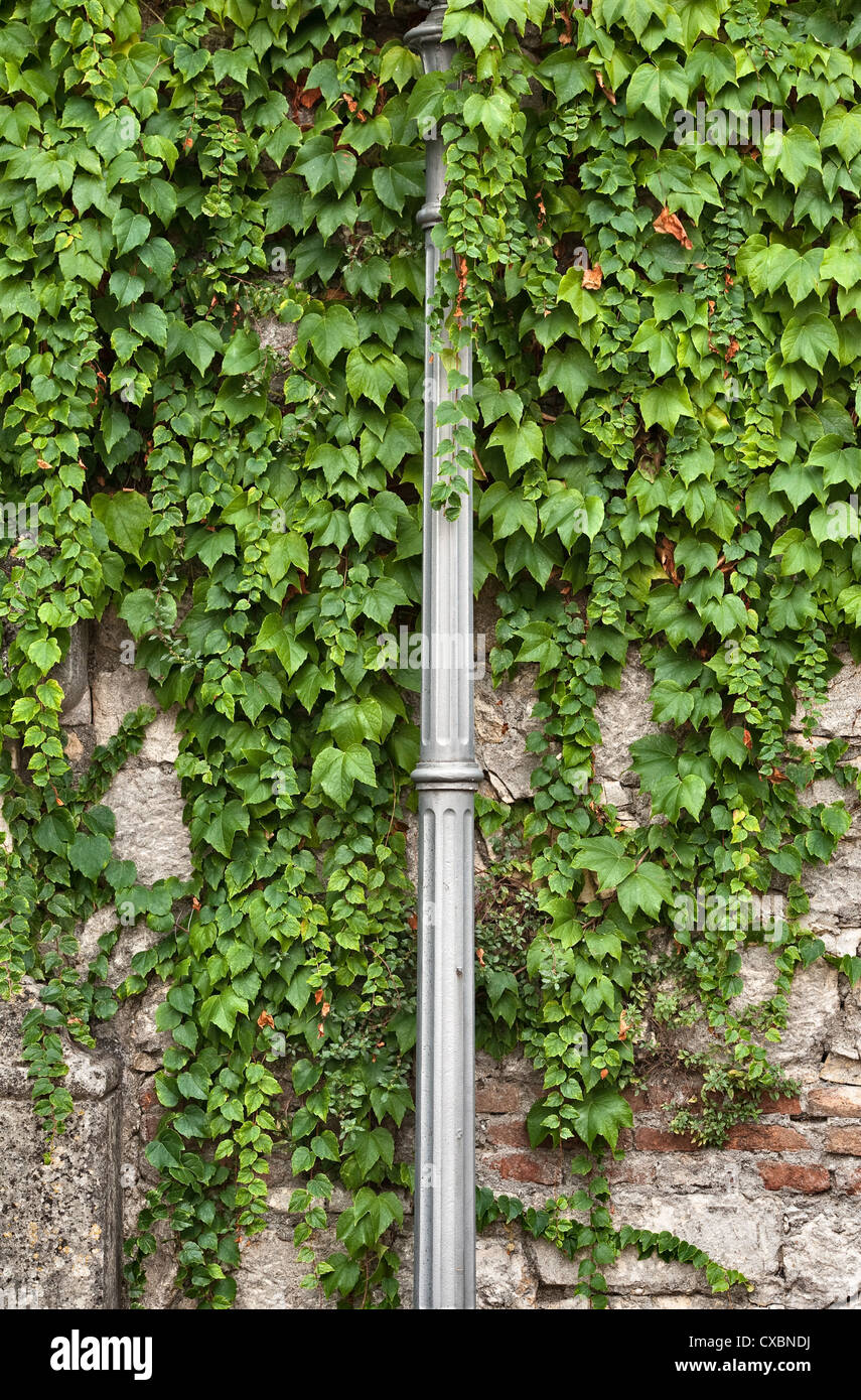 An old stone wall and lamp post overgrown with Virginia creeper ...