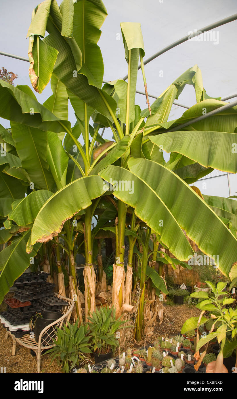 Banana plants garden hires stock photography and images Alamy