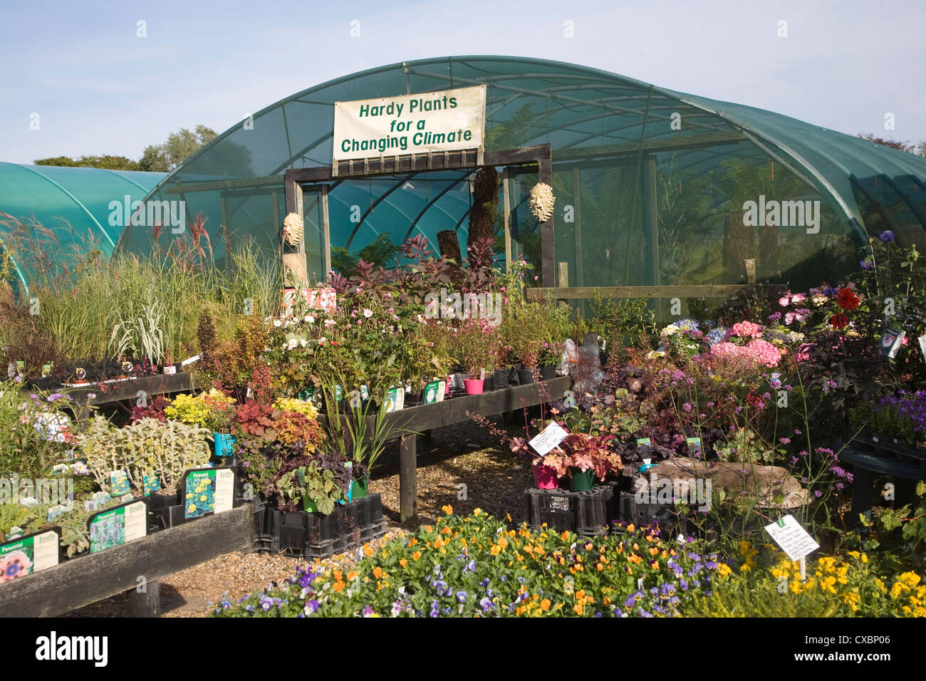 The Exotic Garden Company Hardy Plants for a Changing Climate nursery, Aldeburgh, Suffolk, England Stock Photo