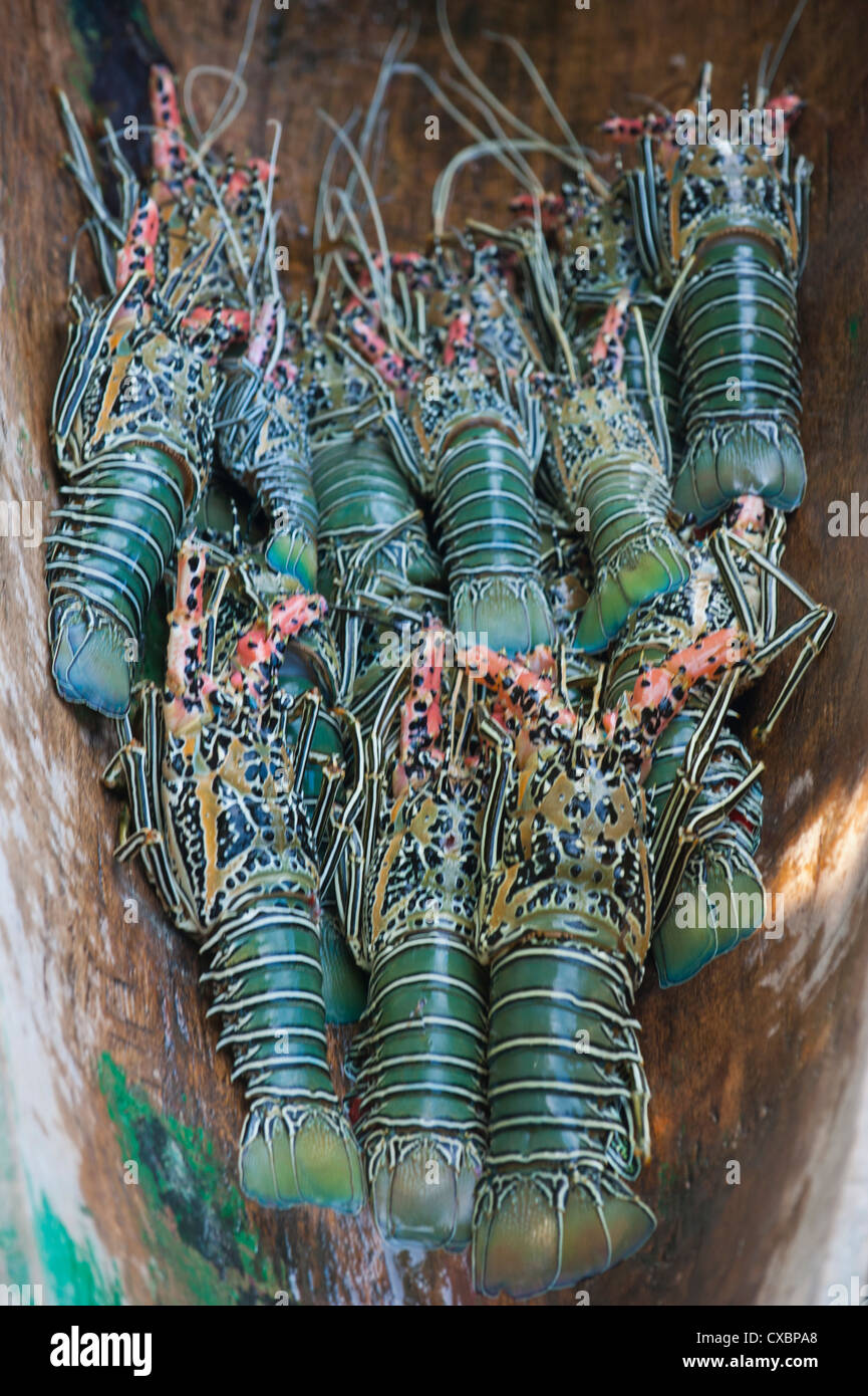 Fresh lobster catch in the Marovo Lagoon, Solomon Islands, Pacific Stock Photo