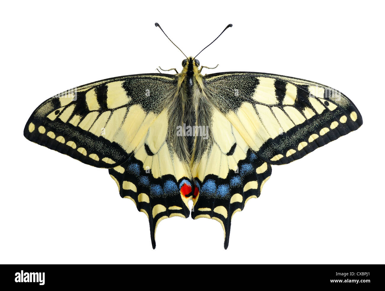 Swallowtail butterfly on a white background, isolated. Stock Photo