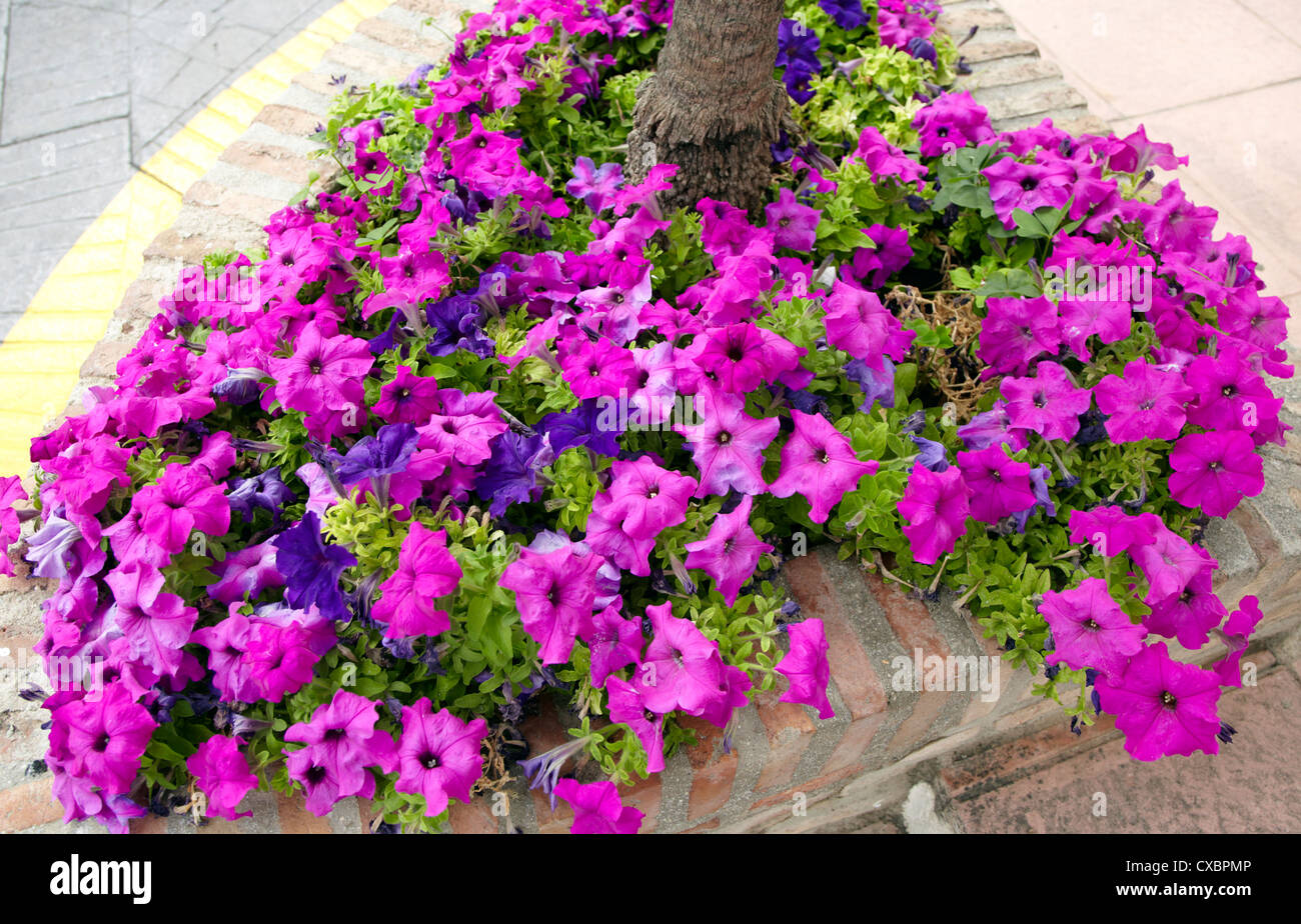 Street Flowers In Marbella Old Town Spain Stock Photo