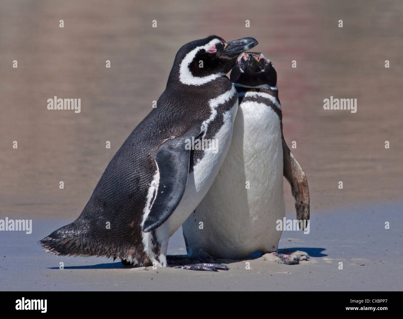 Two Magellanic Penguins (spheniscus magellanicus), Saunders Island, the Falklands Stock Photo